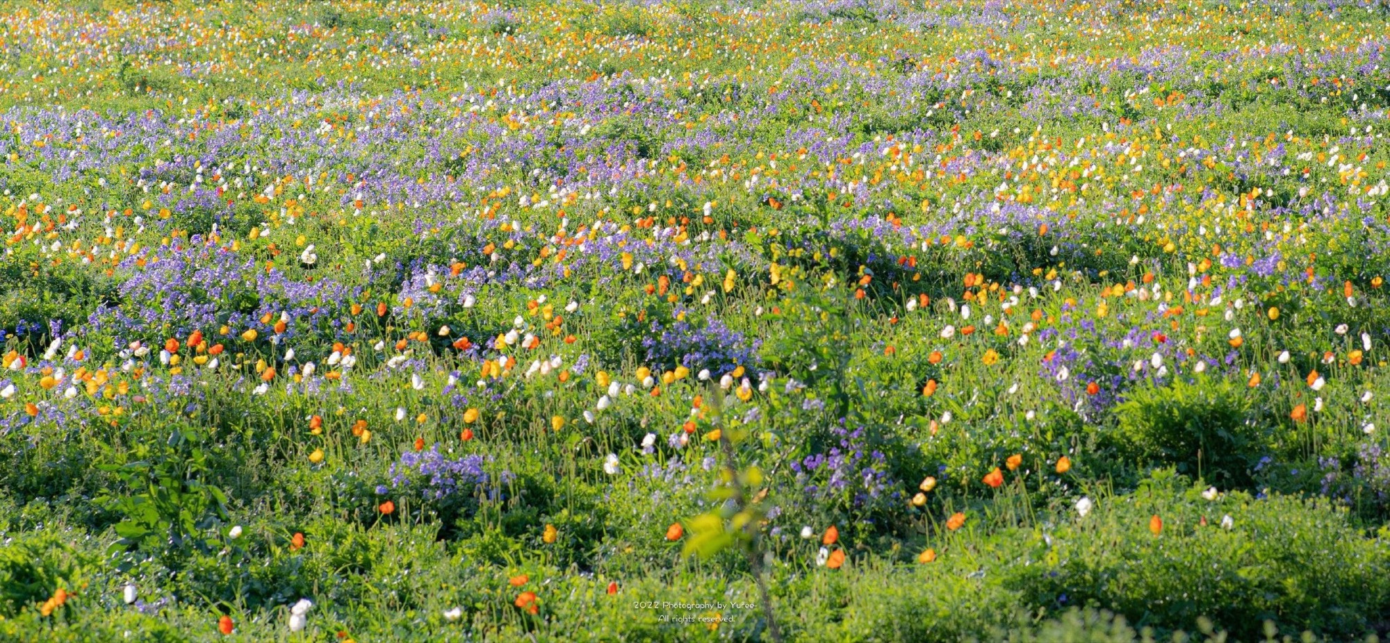 Prairie de fleurs sauvages